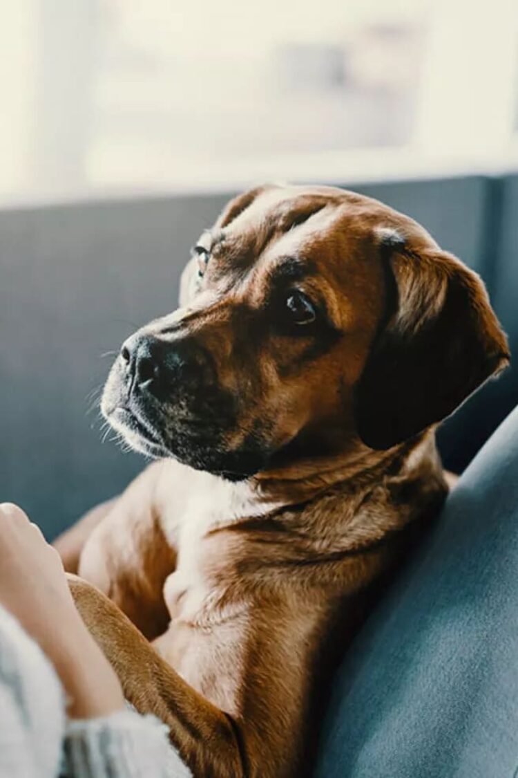 Hund kastrieren Kosten für Rüden und Hündinnen Finanzen.de